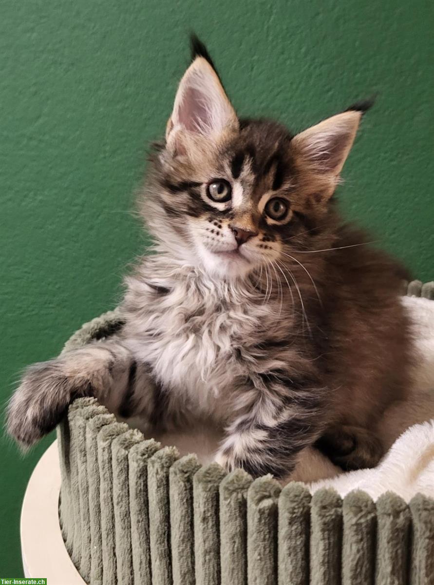 Maine Coon Kitten Kater mit Stammbaum sucht seine Familie