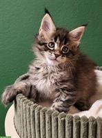Maine Coon Kitten Kater mit Stammbaum sucht seine Familie