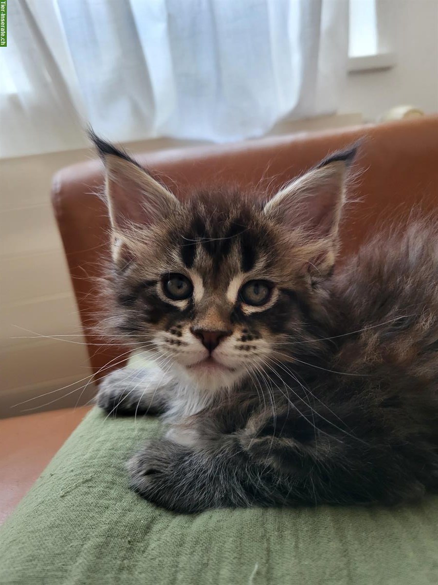 Bild 3: Maine Coon Kitten Kater mit Stammbaum sucht seine Familie