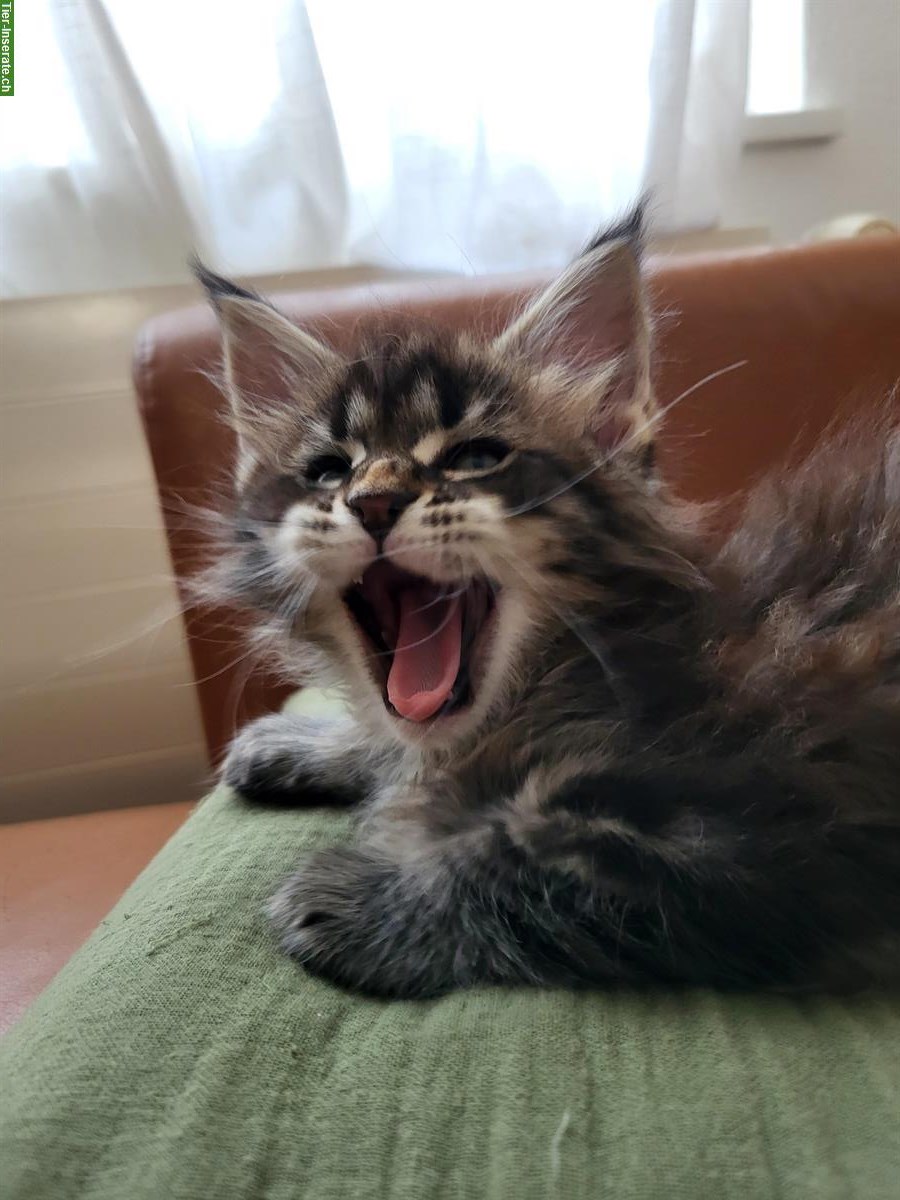 Bild 4: Maine Coon Kitten Kater mit Stammbaum sucht seine Familie