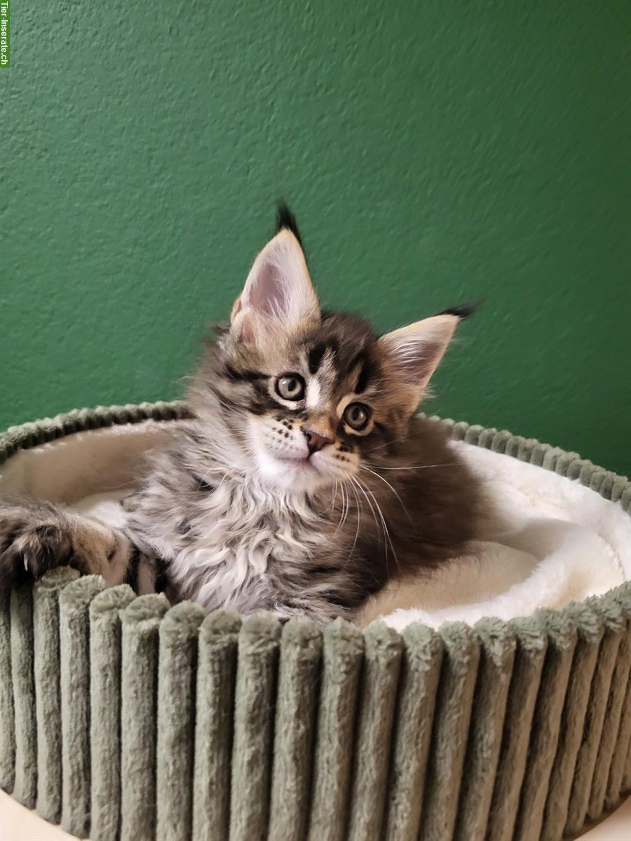 Bild 5: Maine Coon Kitten Kater mit Stammbaum sucht seine Familie