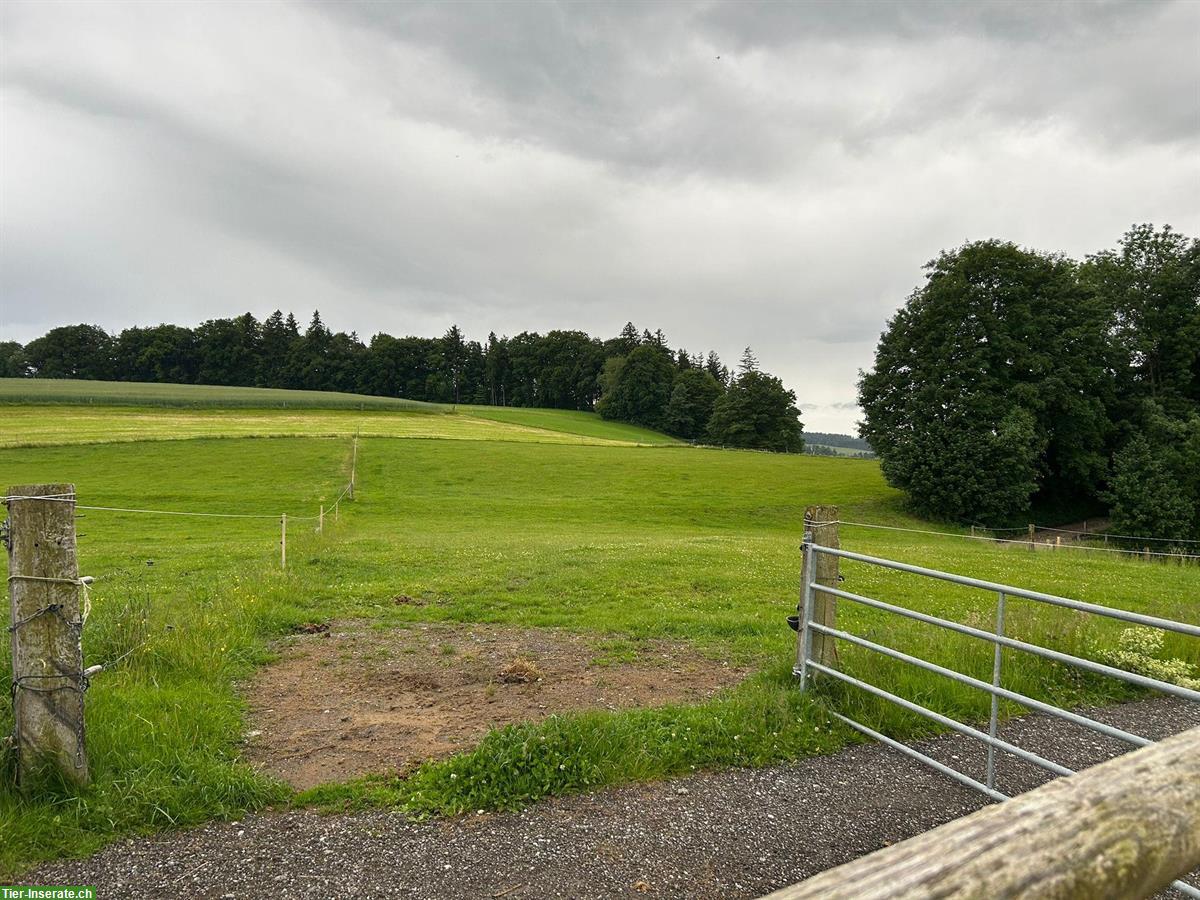 Bild 5: Offenstall an Selbstversorger zu vergeben, Rüeggisberg BE
