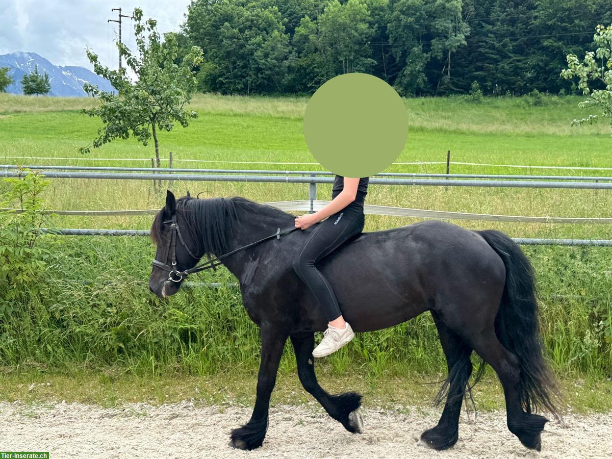 Suche Reitbeteiligung für Fellpony Stute im Raum Thun/Spiez