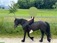 Suche Reitbeteiligung für Fellpony Stute im Raum Thun/Spiez