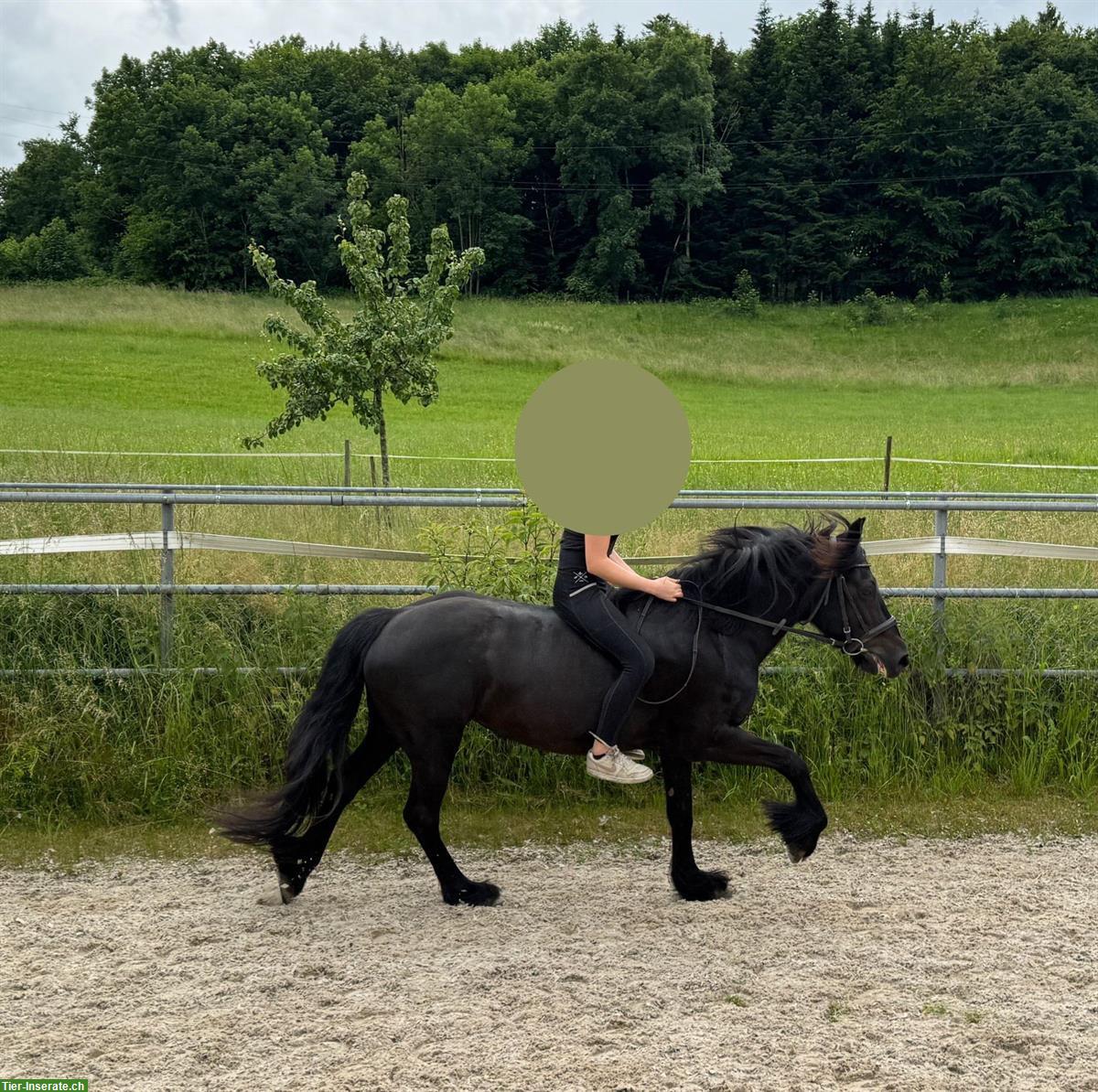 Bild 2: Suche Reitbeteiligung für Fellpony Stute im Raum Thun/Spiez