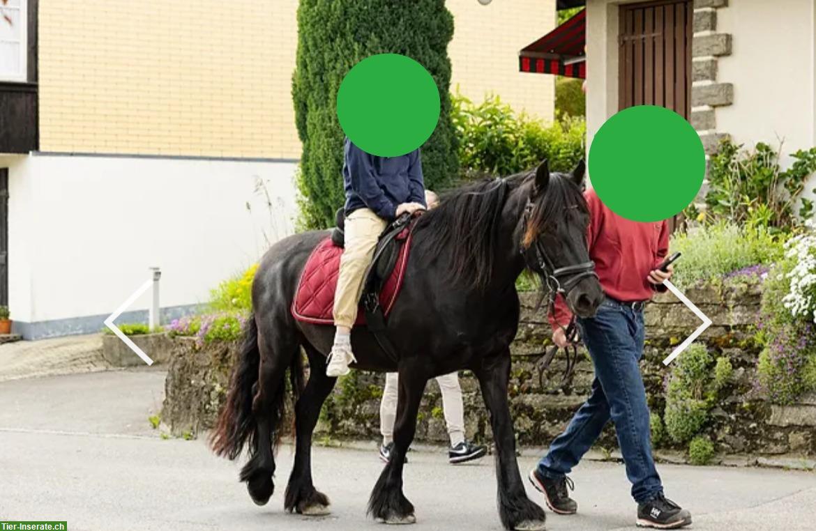 Bild 3: Suche Reitbeteiligung für Fellpony Stute im Raum Thun/Spiez