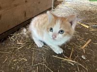 Junges rot weisses Katzen Mädchen vom Bauernhof