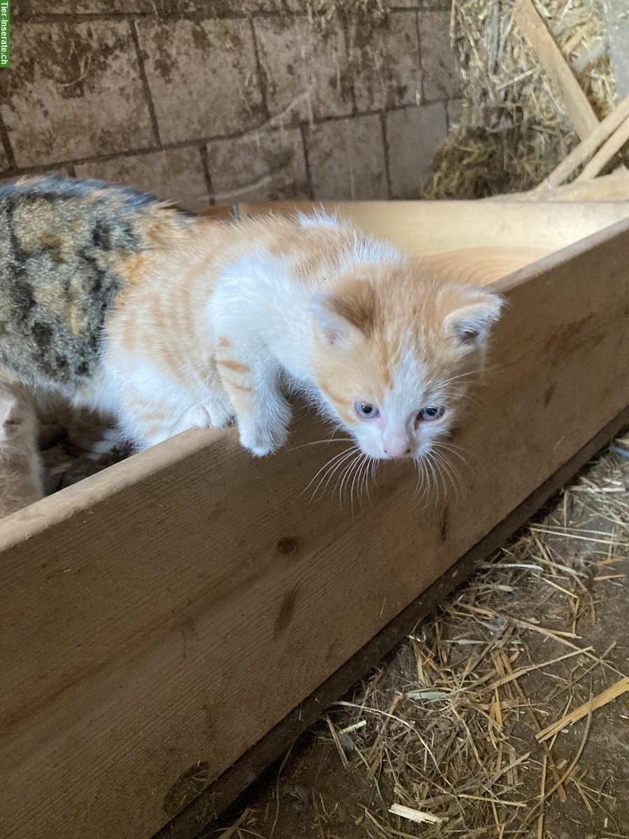 Bild 2: Junges rot weisses Katzen Mädchen vom Bauernhof
