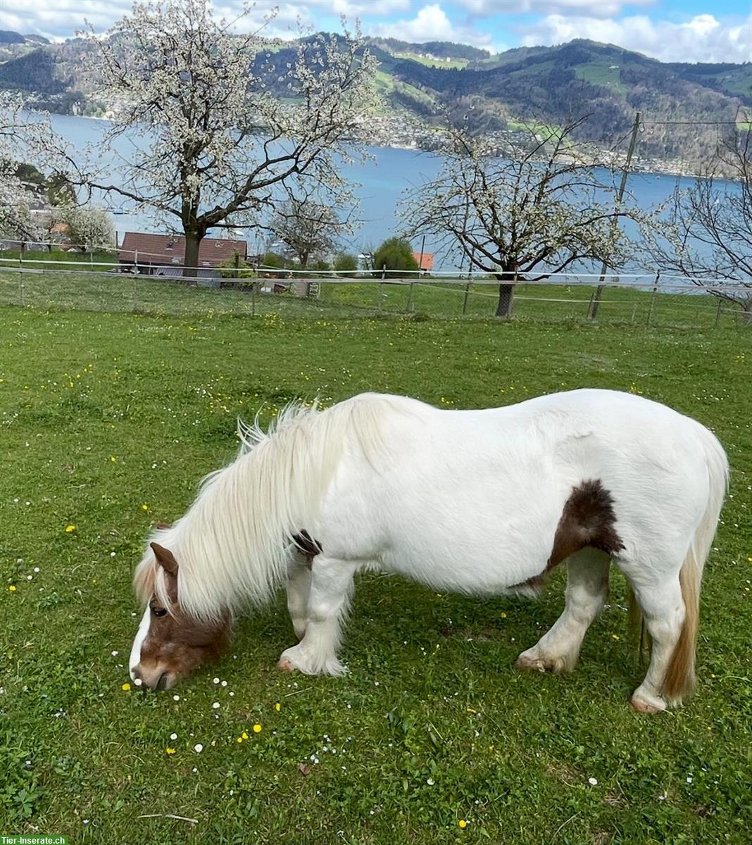 Shetlandpony Stute sucht Endplatz als Beistellpony