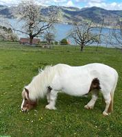 Shetlandpony Stute sucht Endplatz als Beistellpony
