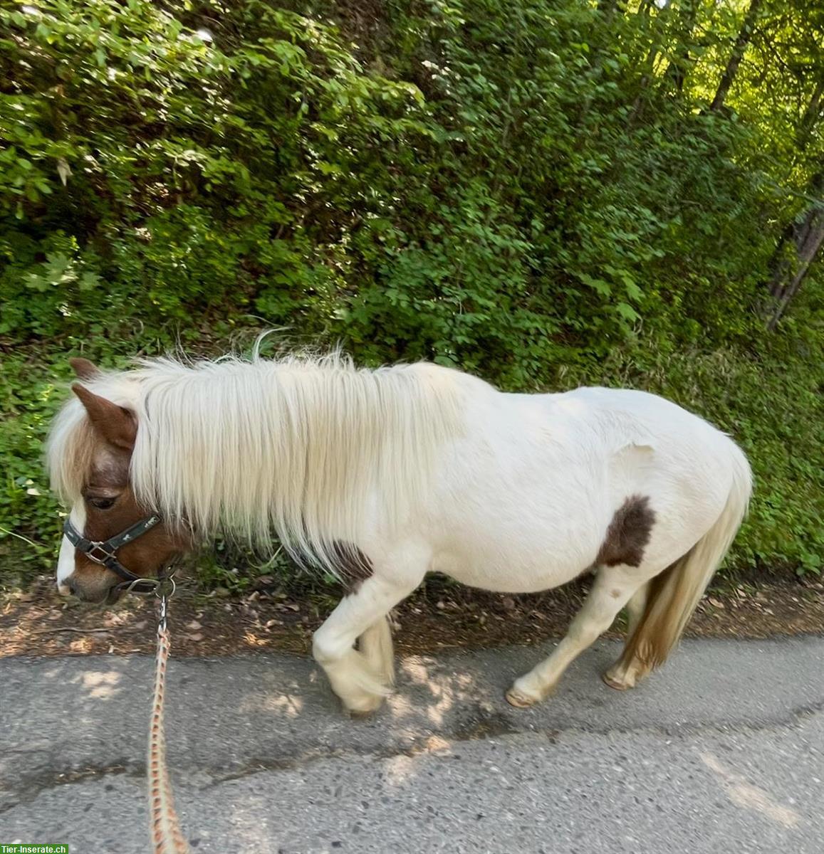 Bild 2: Shetlandpony Stute sucht Endplatz als Beistellpony