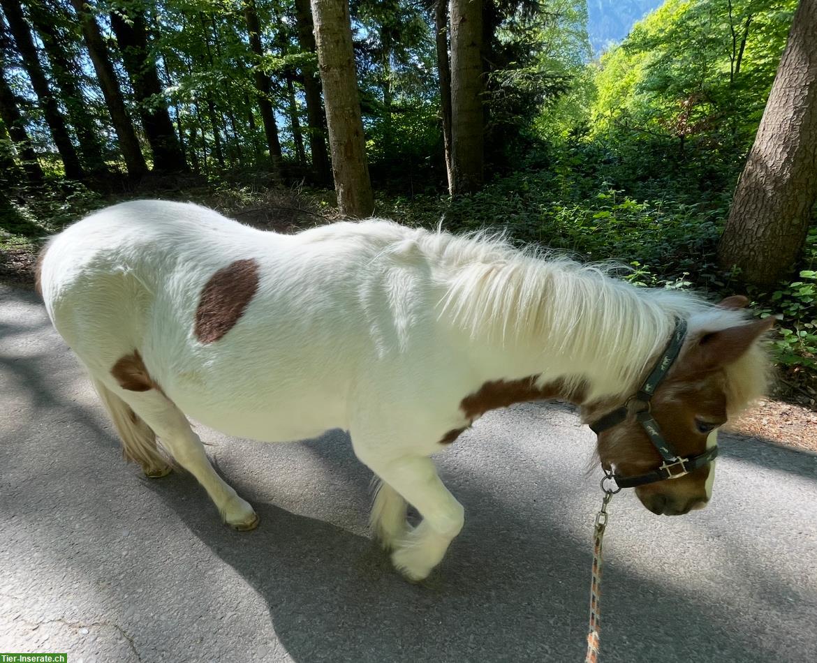 Bild 3: Shetlandpony Stute sucht Endplatz als Beistellpony