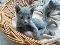 Reinrassige Russisch Blau Kitten mit Stammbaum - 1 frei