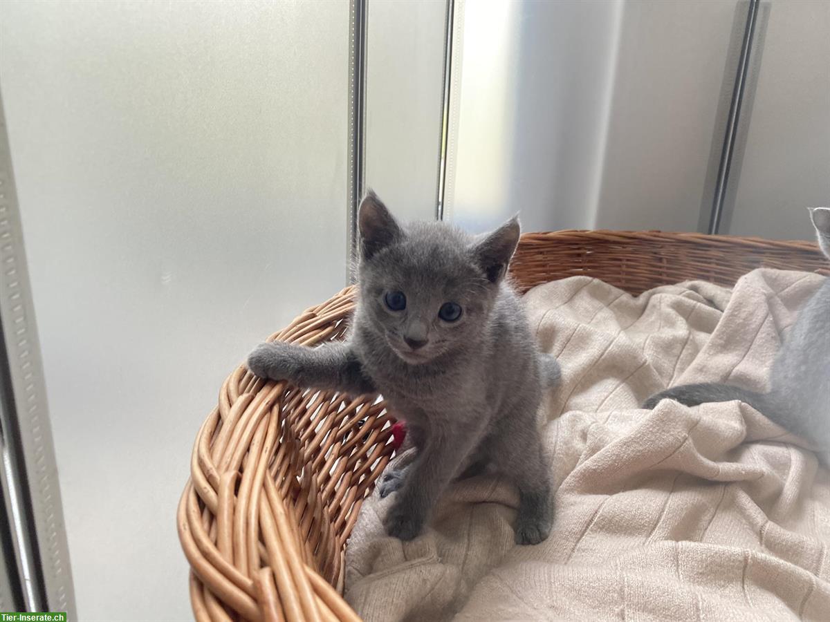 Bild 2: Reinrassige Russisch Blau Kitten mit Stammbaum - 1 frei