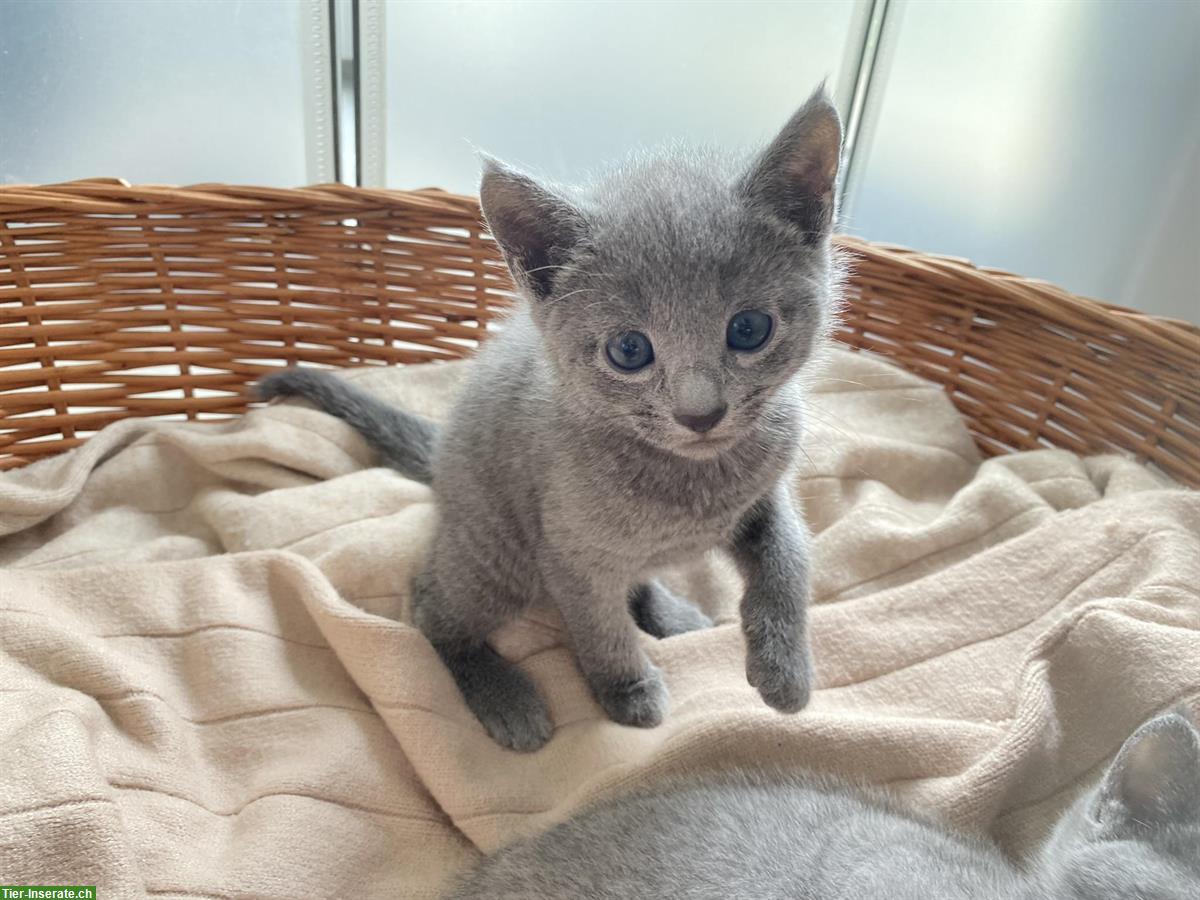 Bild 3: Reinrassige Russisch Blau Kitten mit Stammbaum - 1 frei