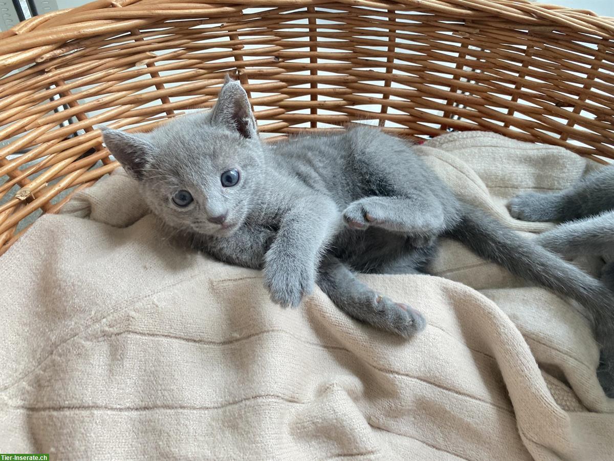 Bild 4: Reinrassige Russisch Blau Kitten mit Stammbaum - 1 frei