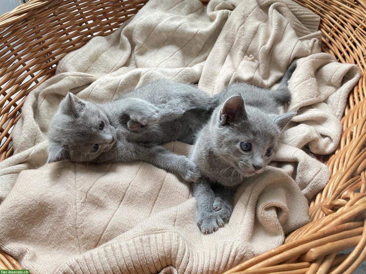 Bild 5: Reinrassige Russisch Blau Kitten mit Stammbaum - 1 frei