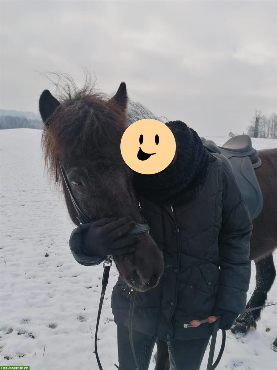 Bild 5: Isländer Pferde aufgrund Betriebsauflösung zu verkaufen