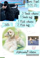 Süße American Cocker Spaniel Welpen