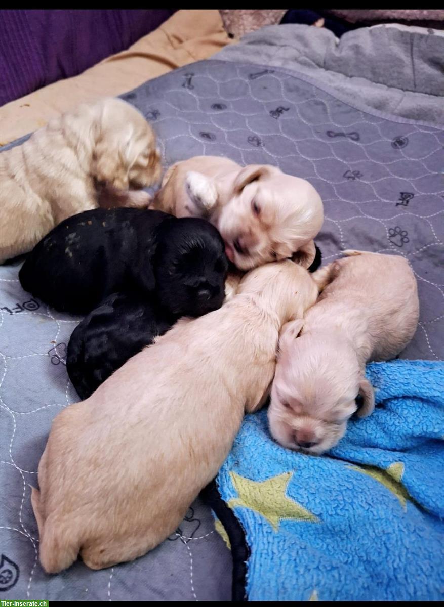 Bild 3: Süße American Cocker Spaniel Welpen