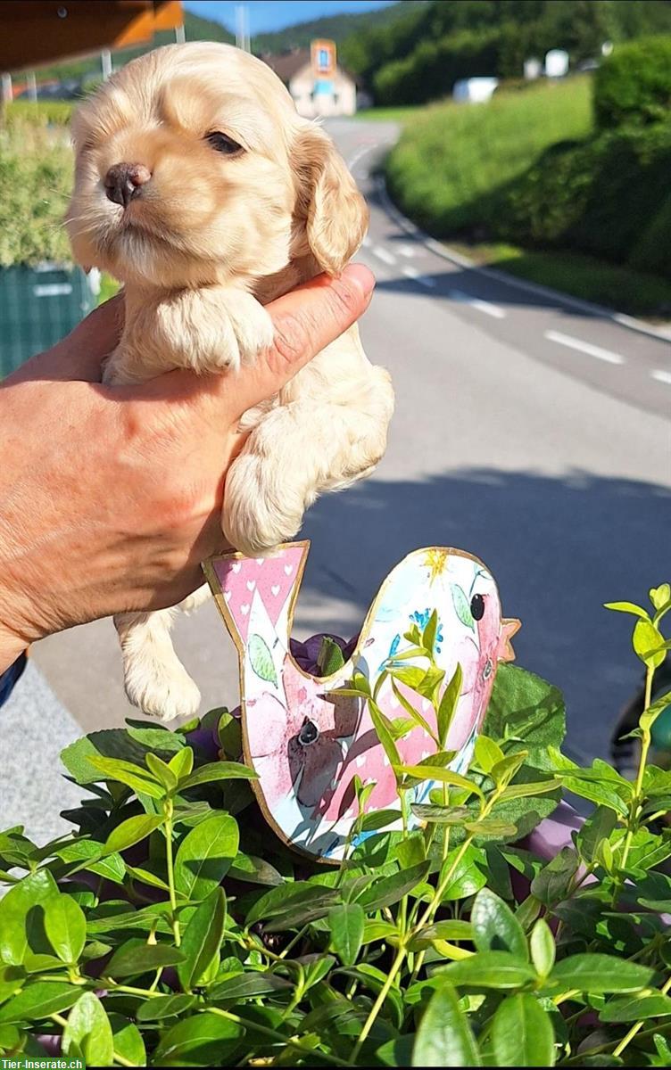 Bild 4: Süße American Cocker Spaniel Welpen