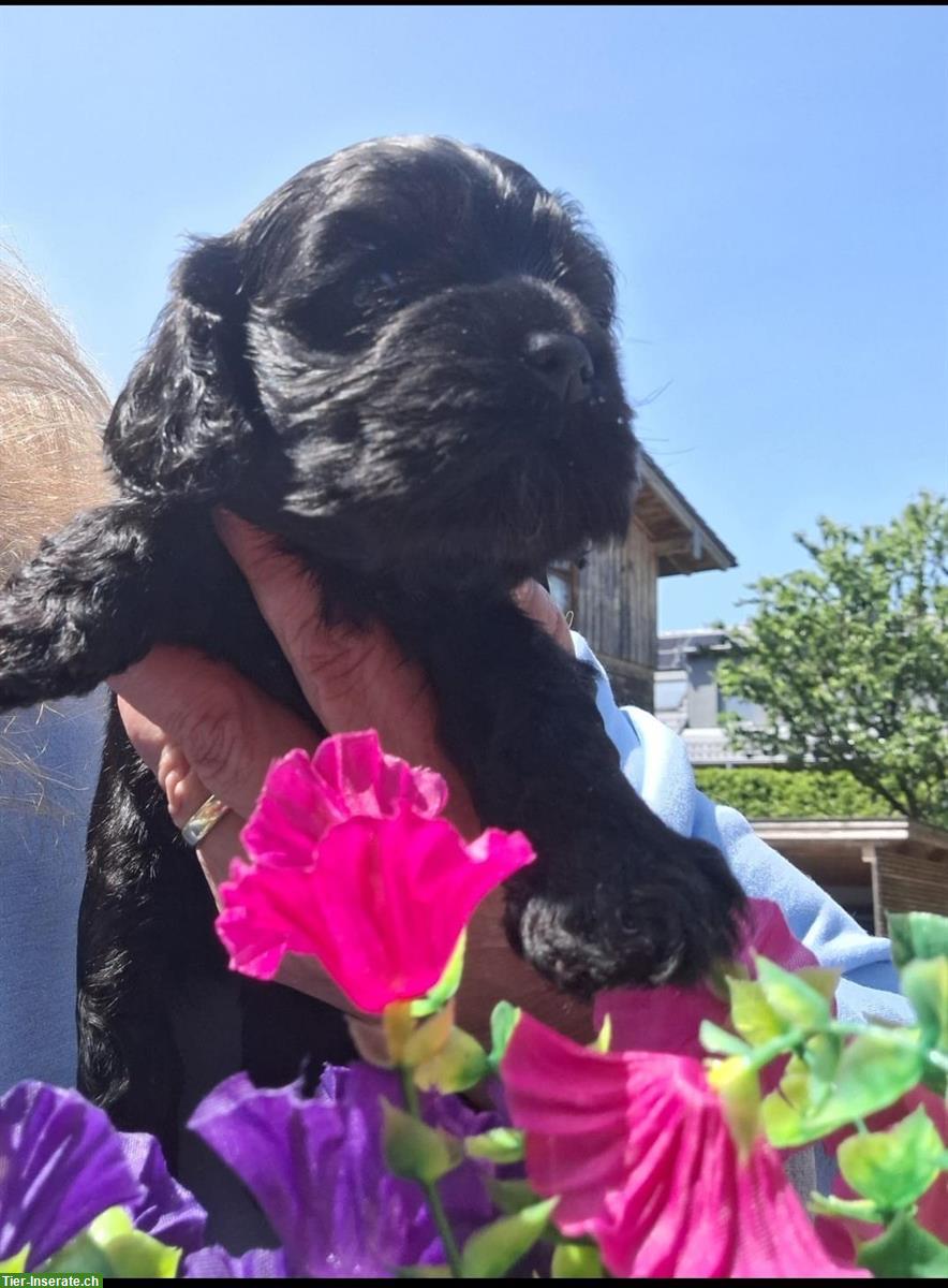 Bild 5: Süße American Cocker Spaniel Welpen