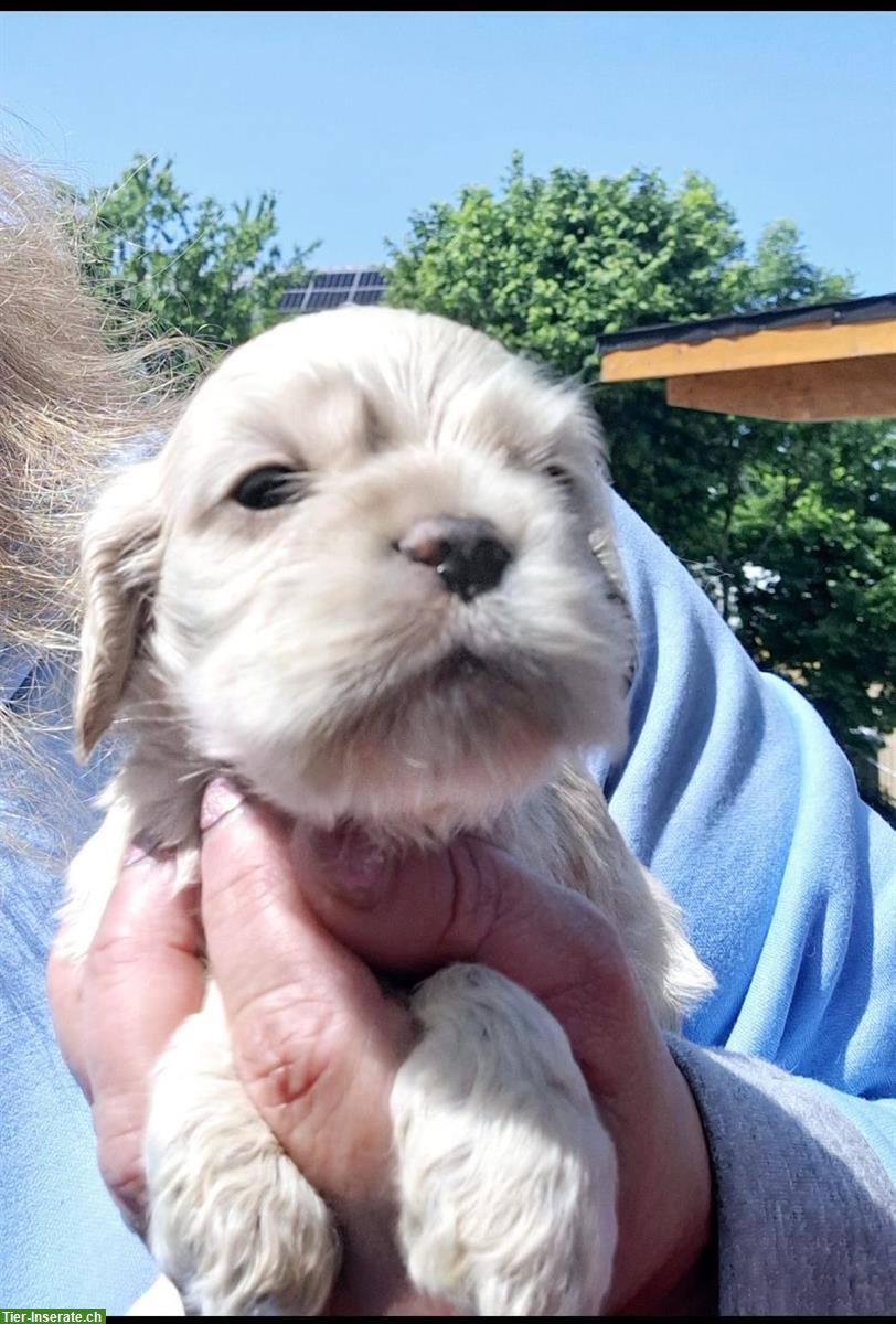 Bild 7: Süße American Cocker Spaniel Welpen