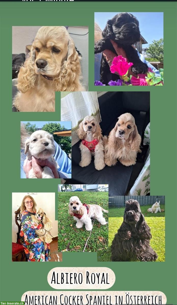 Bild 8: Süße American Cocker Spaniel Welpen