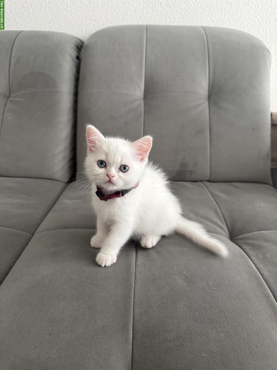 BKH Kitten weiss zu verkaufen