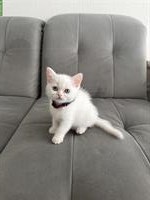 BKH Kitten weiss zu verkaufen