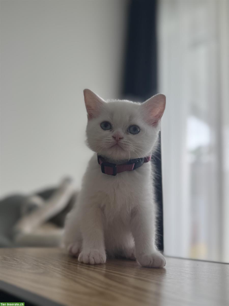 Bild 2: BKH Kitten weiss zu verkaufen