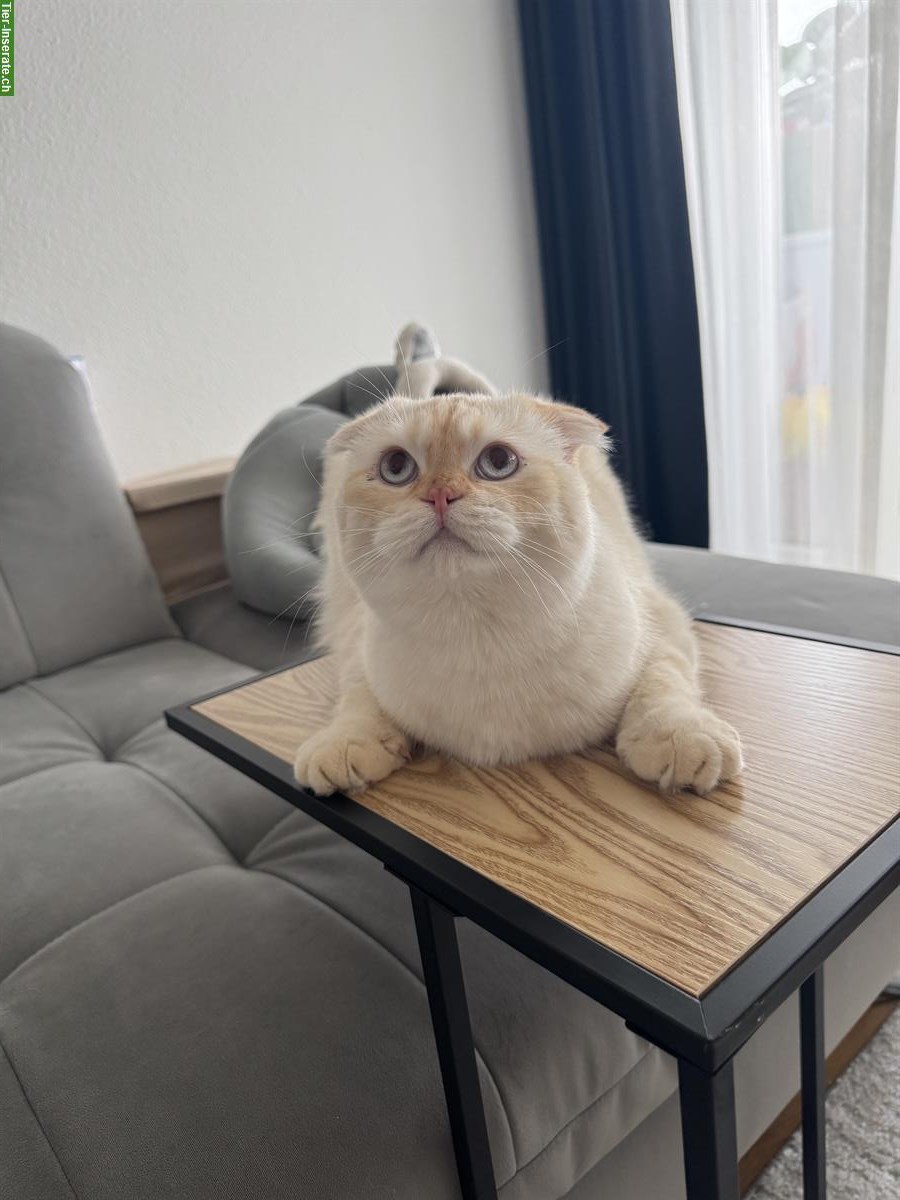 BKH x Scottish Fold Kater zu verkaufen