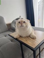 BKH x Scottish Fold Kater zu verkaufen