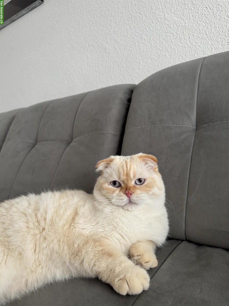 Bild 2: BKH x Scottish Fold Kater zu verkaufen