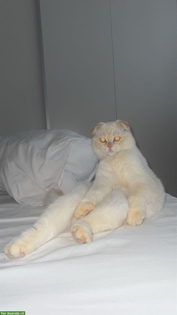 Bild 3: BKH x Scottish Fold Kater zu verkaufen