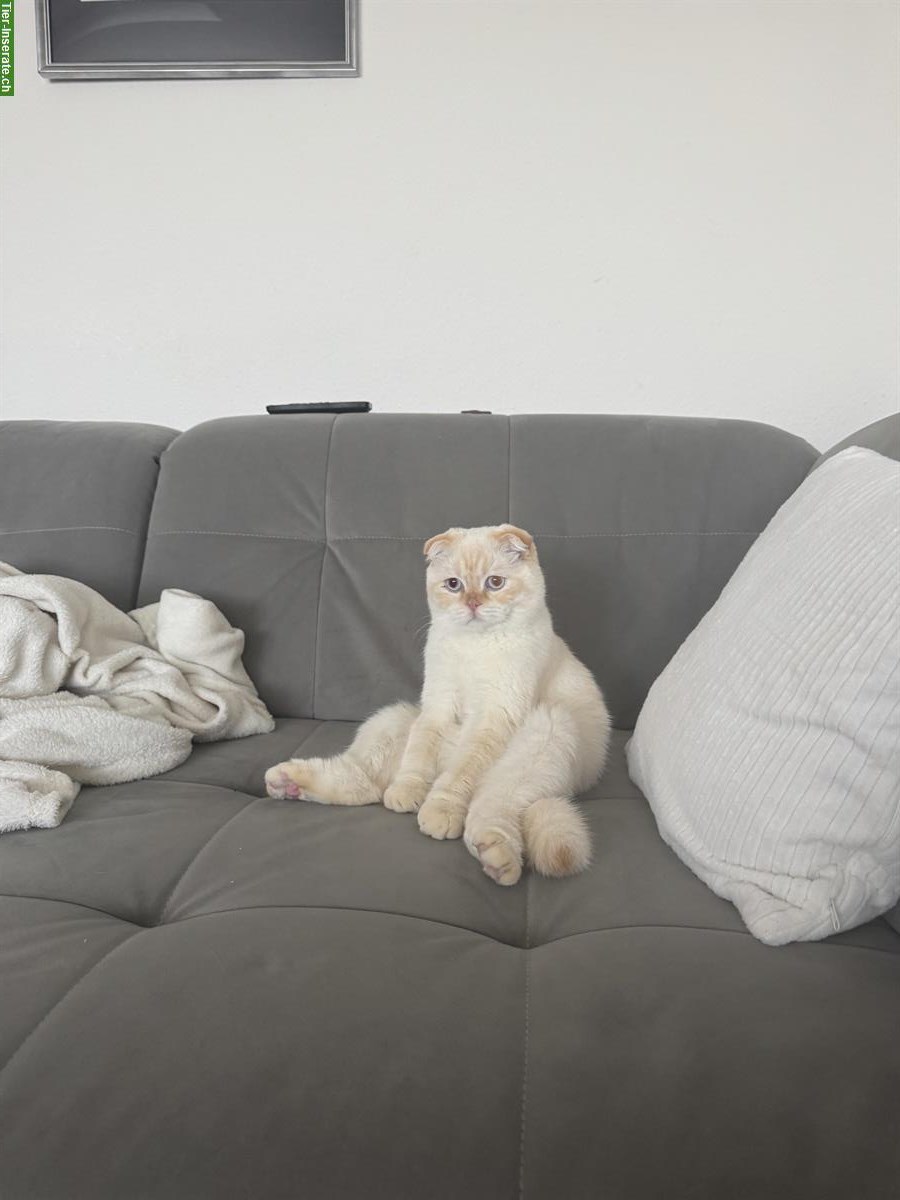 Bild 4: BKH x Scottish Fold Kater zu verkaufen