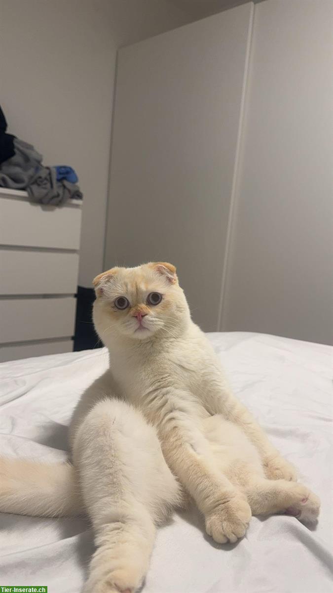 Bild 5: BKH x Scottish Fold Kater zu verkaufen