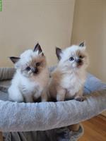 Blauäugige Ragdoll × Neva Masquarade Katerchen