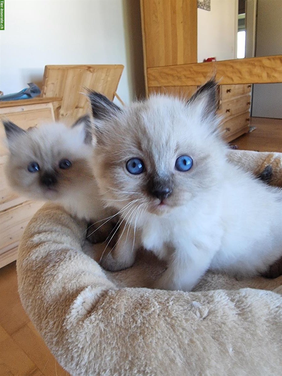 Bild 2: Blauäugige Ragdoll × Neva Masquarade Katerchen