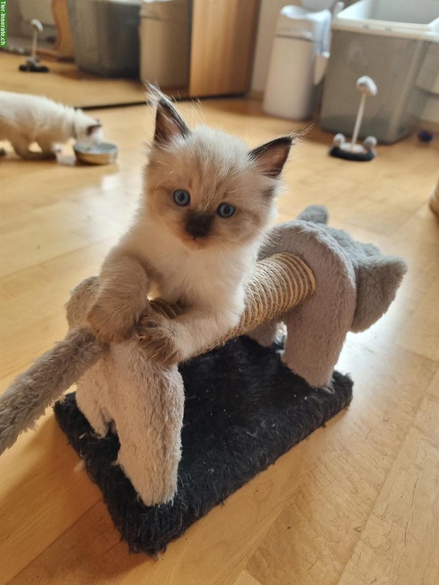 Bild 3: Blauäugige Ragdoll × Neva Masquarade Katerchen
