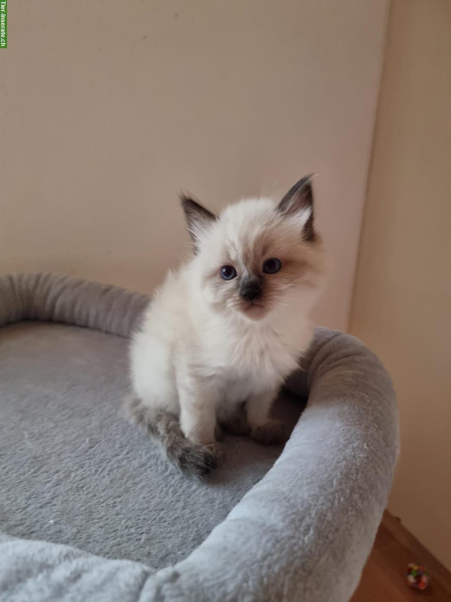 Bild 5: Blauäugige Ragdoll × Neva Masquarade Katerchen