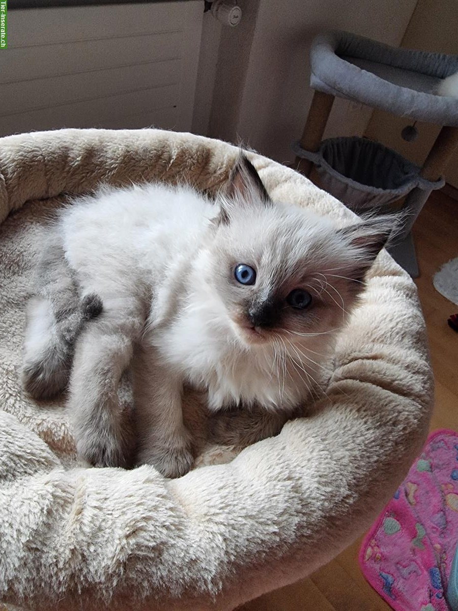 Bild 6: Blauäugige Ragdoll × Neva Masquarade Katerchen