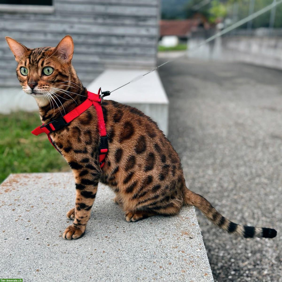 2 Bengal Katzen 3 Jahre mit Gesundheitszeugnis