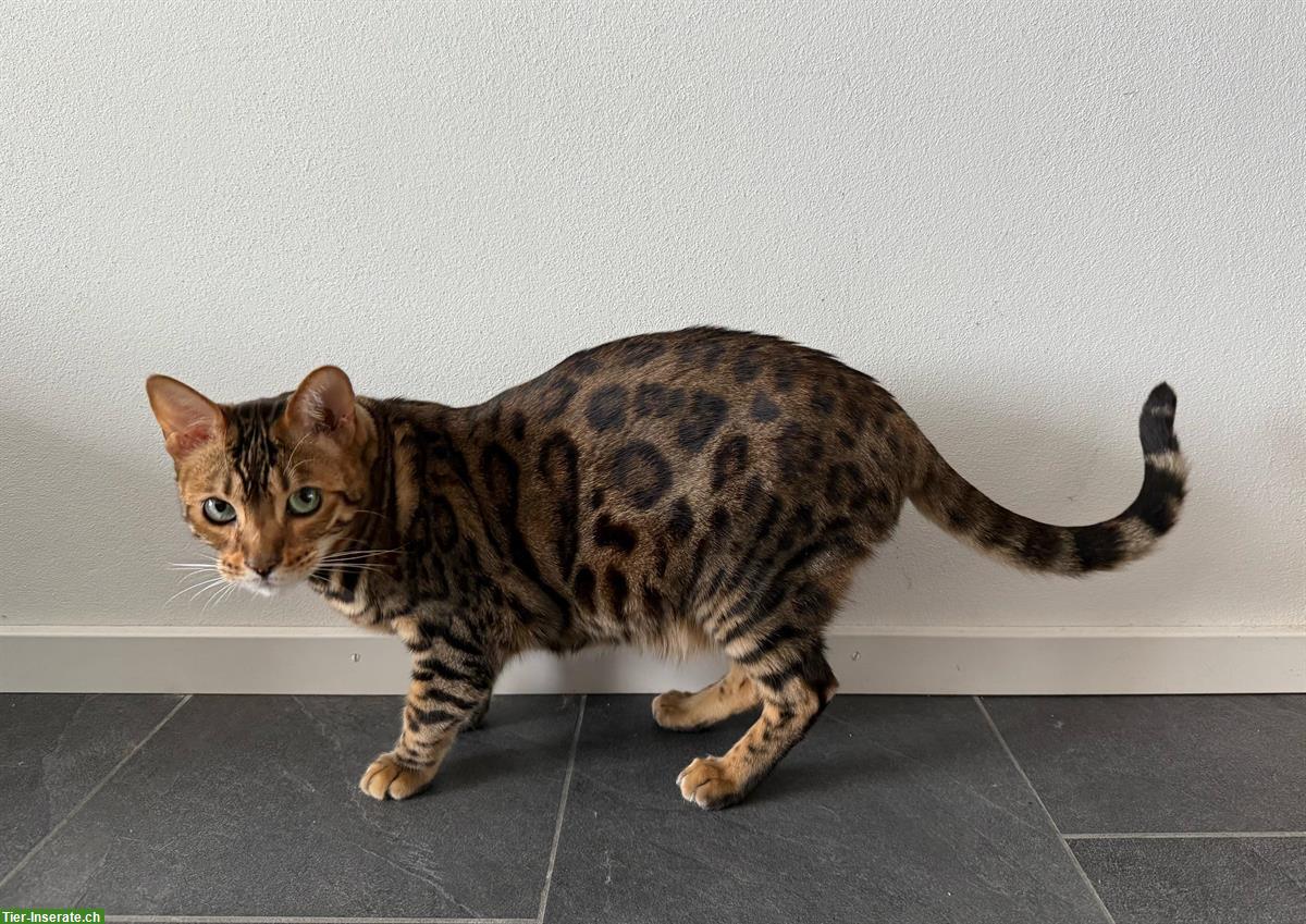 Bild 2: 2 Bengal Katzen 3 Jahre mit Gesundheitszeugnis