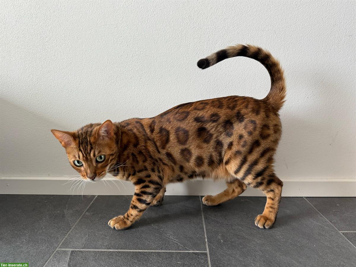 Bild 3: 2 Bengal Katzen 3 Jahre mit Gesundheitszeugnis
