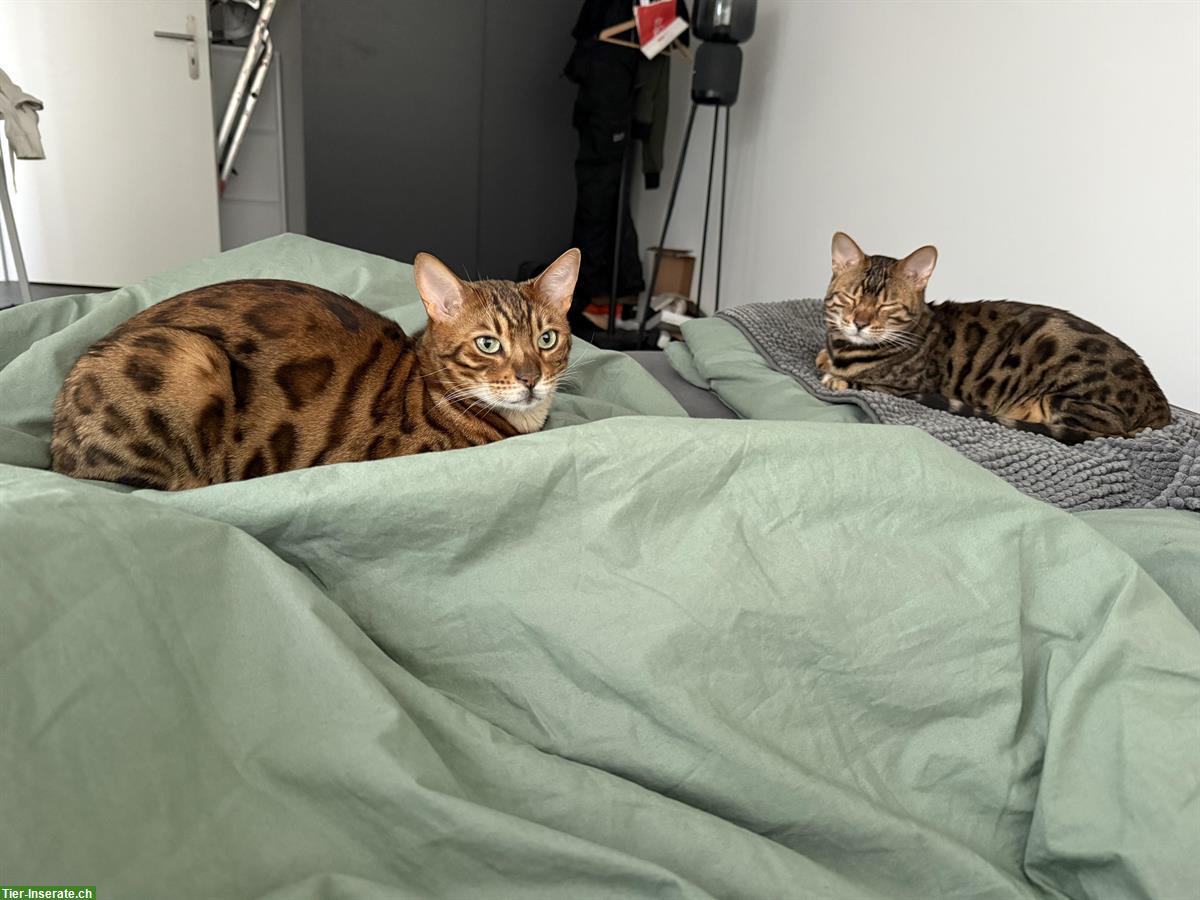 Bild 4: 2 Bengal Katzen 3 Jahre mit Gesundheitszeugnis