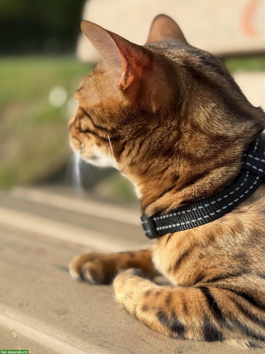 Bild 5: 2 Bengal Katzen 3 Jahre mit Gesundheitszeugnis