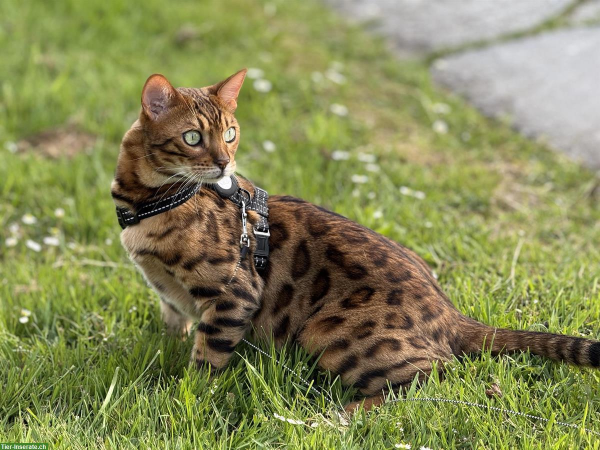 Bild 6: 2 Bengal Katzen 3 Jahre mit Gesundheitszeugnis