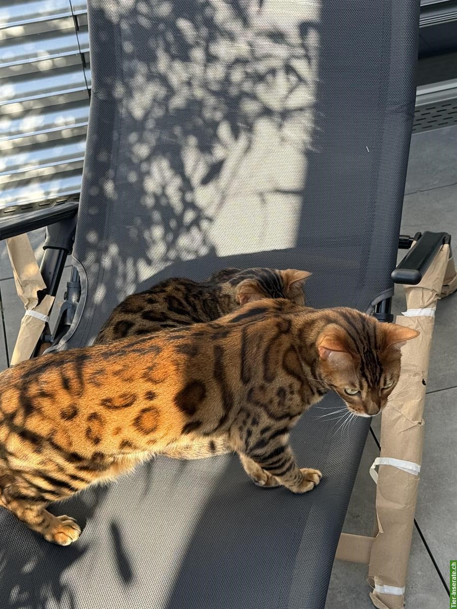 Bild 7: 2 Bengal Katzen 3 Jahre mit Gesundheitszeugnis