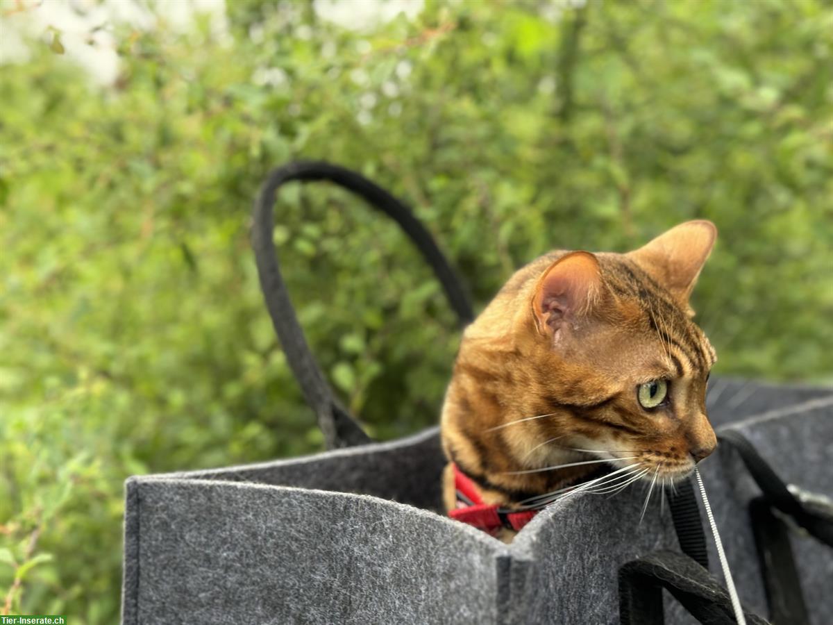 Bild 8: 2 Bengal Katzen 3 Jahre mit Gesundheitszeugnis
